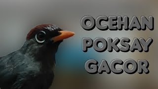 Download lagu Poksay Mandarin Gacor Full,..Suara Pancingan Terapi Burung Poksay Mandarin Terbukti Ampuh..top Jos mp3