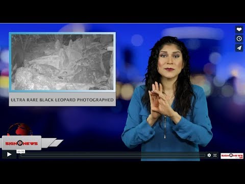 Ultra rare black leopard photographed (ASL - 2.13.19)