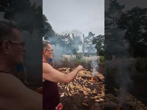 Fazenda Lima Ferreira - Cajari, MA