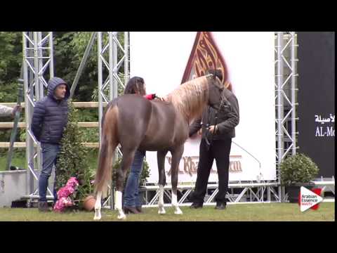 Junior Fillies Championship