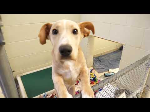 IndyHumane - 104.5 WJJK - Greg Browning - December 2020