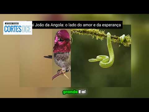 Cortes DcE #607 o lado do amor e da esperança -  Pai João da Angola