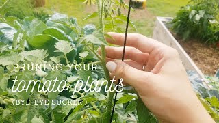 Pruning Tomato Sucker Stems