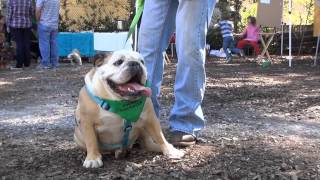 preview picture of video 'EAV Dogtoberfest 2014'