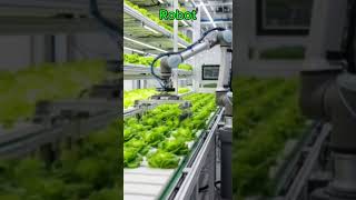 Robotic Arm Harvests Lettuce in Fully Automated Indoor Farm | Smart Farming Technology 2025