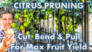 Citrus Pruning | Cut, Pull & Bend Branches For MAX Fruit Yields!