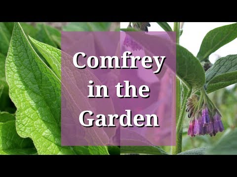 Comfrey in the Garden