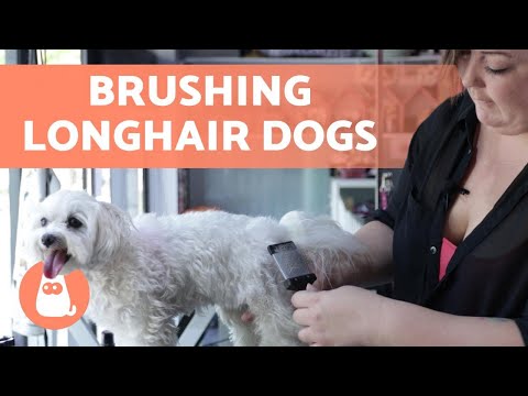 My Dog Has Dandruff and Bald Spots - Causes and Treatment