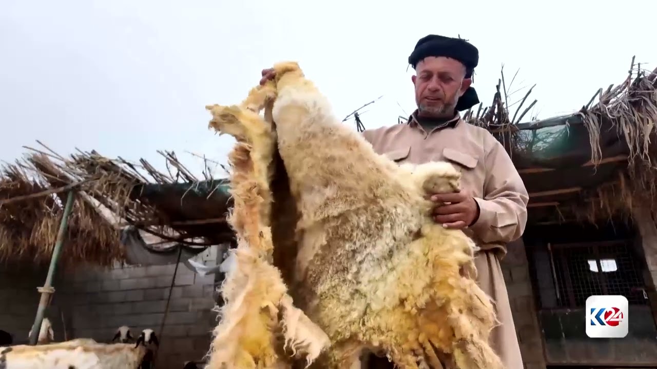 ڤیدیۆ | بڕینەوەی مەڕ لە گەرمیان