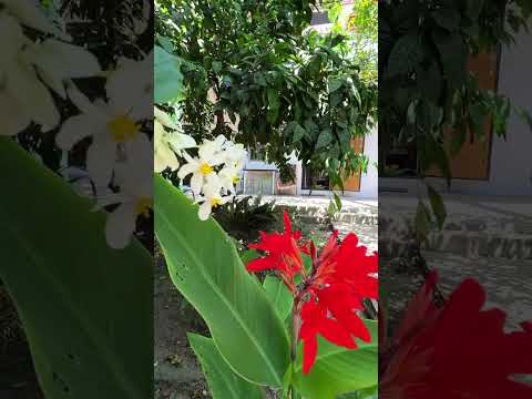 Частный сектор ул. Октябрьская, 71 - Цандрипш, ул. Октябрьская, 71 видео