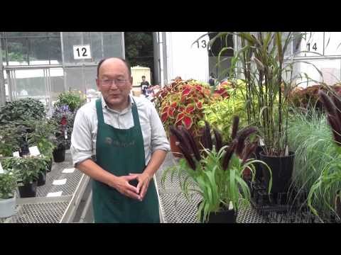 園芸 パールミレット、キャンドルミレット