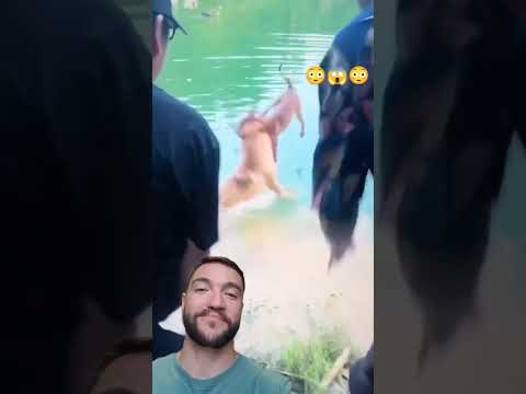 Como separar uma briga de cachorro de uma forma diferente #cachorro