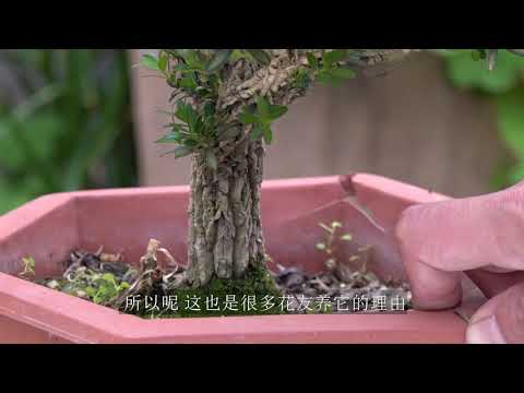 雀舌黃楊風水