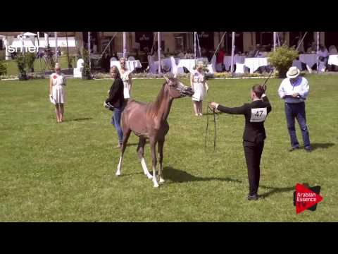 N.47 DAHMAN AL MAHDER - Ströhen 2017 C-Show - Yearling Colts (Class 6)