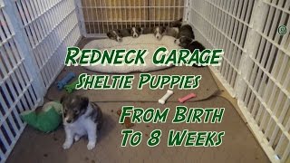 Sheltie Puppies From Birth to 8 Weeks - The Journey ( Shetland Sheepdog)