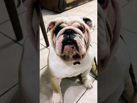 Christmas Vampire 😅🎄 #pets #dog #bulldog #christmas #mischief #dogs #humor