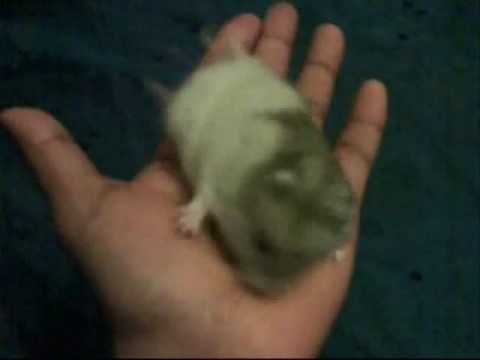 Hamster Funny Dance - Hip Hop Dancer (Criceto Hip Hop Ballerino)