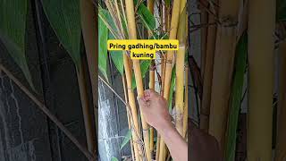 Download lagu yellow bamboo/ivory spring #shorts mp3 Download lagu yellow bamboo/ivory spring #shorts mp3