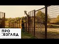Трейлер Любовь и прочий зоопарк
