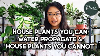 House Plants You Can and Cannot Propagate in Water