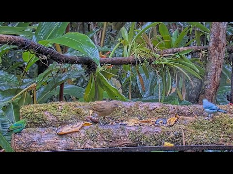 Green Honeycreepers Share The Panama Feeder With Diverse Group Of Tropical Birds – Sept. 21, 2024