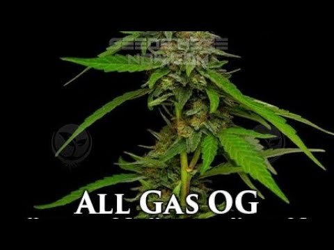 Gas Og Strain Allbud