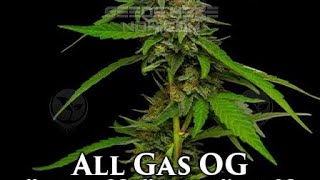 S12 Episode 2 All Gas OG Strain Review