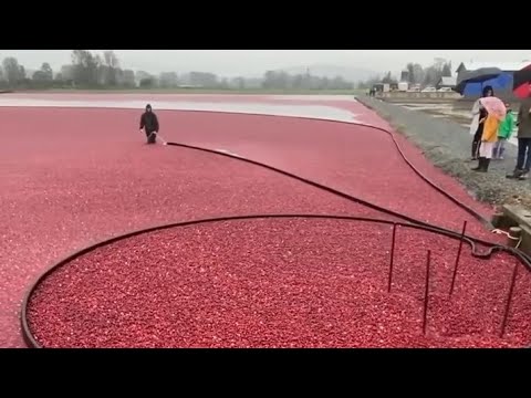 A UNIQUE WAY TO HARVEST CRANBERRY FRUIT