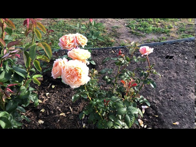 Роза Капри #РозаКапри