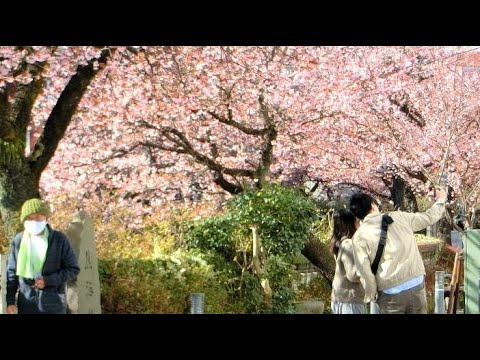 Cherry blossom in Atami, Japan - Japan Travel Guide - [45 minutes from Tokyo Station by Shinkansen]