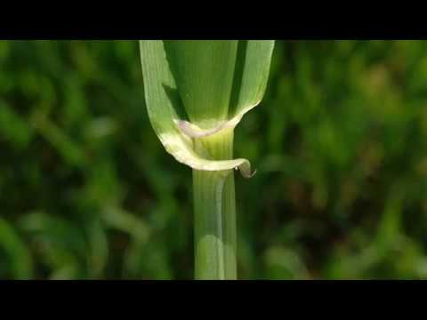 Getreidearten unterscheiden