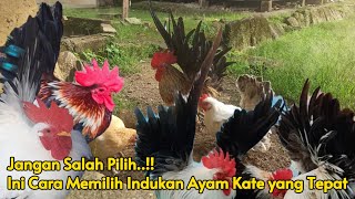 Download lagu Tips Memilih Indukan Ayam Kate yang Baik & Sehat – Wajib Tahu! mp3 Download lagu Tips Memilih Indukan Ayam Kate yang Baik & Sehat – Wajib Tahu! mp3