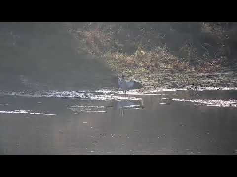 Djuma: Egyptian Goose fussing at something - 07:26 - 05/12/21