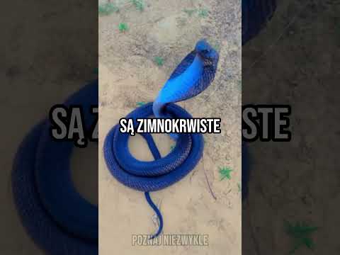 Jak węże żyją bez głowy? 🐍