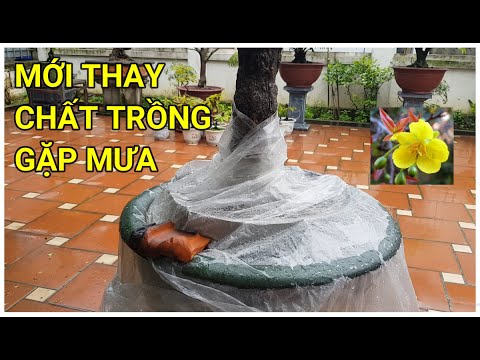 🔴 QBS22167 - NHỮNG CÂY MAI MỚI THAY CHẤT TRỒNG GẶP MƯA LỚN || THỜI ĐIỂM THAY CHẤT TRỒNG CHO MAI VÀNG