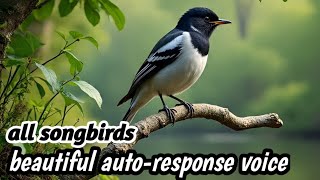 Download lagu Masteran magpie robin natural sound, sharp, loud shots make the opponent follow suit mp3