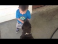 Pit bull attack - Little boy mauled by bully dog ...