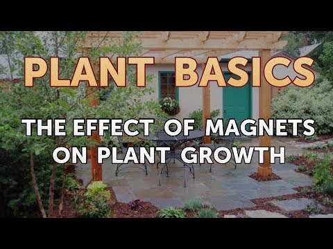 How to Dry an Overwatered Plant