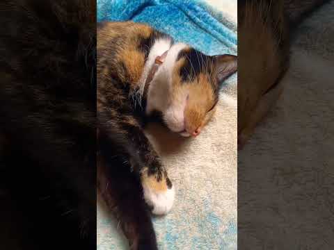 Hora de mimir #funnycats #gatos #mascotas #pets #cute #ternura #amorgatuno #divertido #love #michis