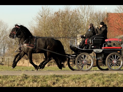Stal Okkema's pair of stallions - left: Jelle & right: Lollig
