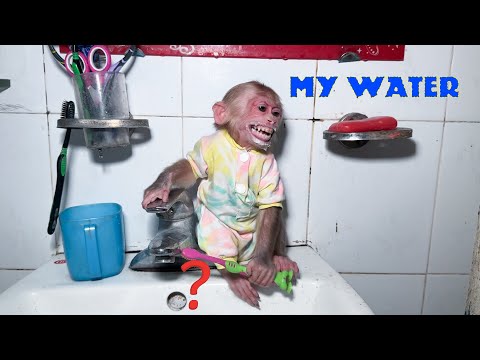 Monkey NANA brushes her teeth and gets dehydrated! she panicked