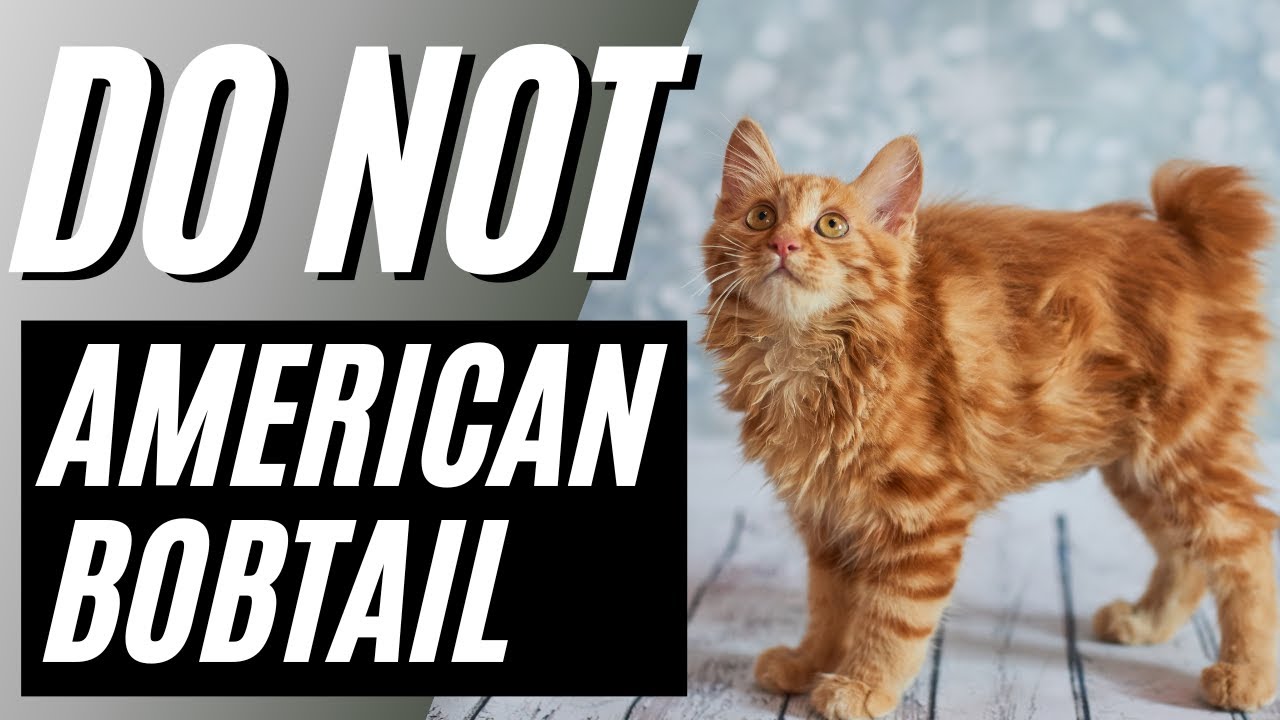 Is my cat an American Bobtail?