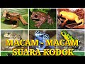 Macam Macam Suara Kodok Aneh Tapi Nyata