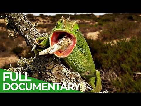 The Gorgeous Wildlife of the Mediterranean