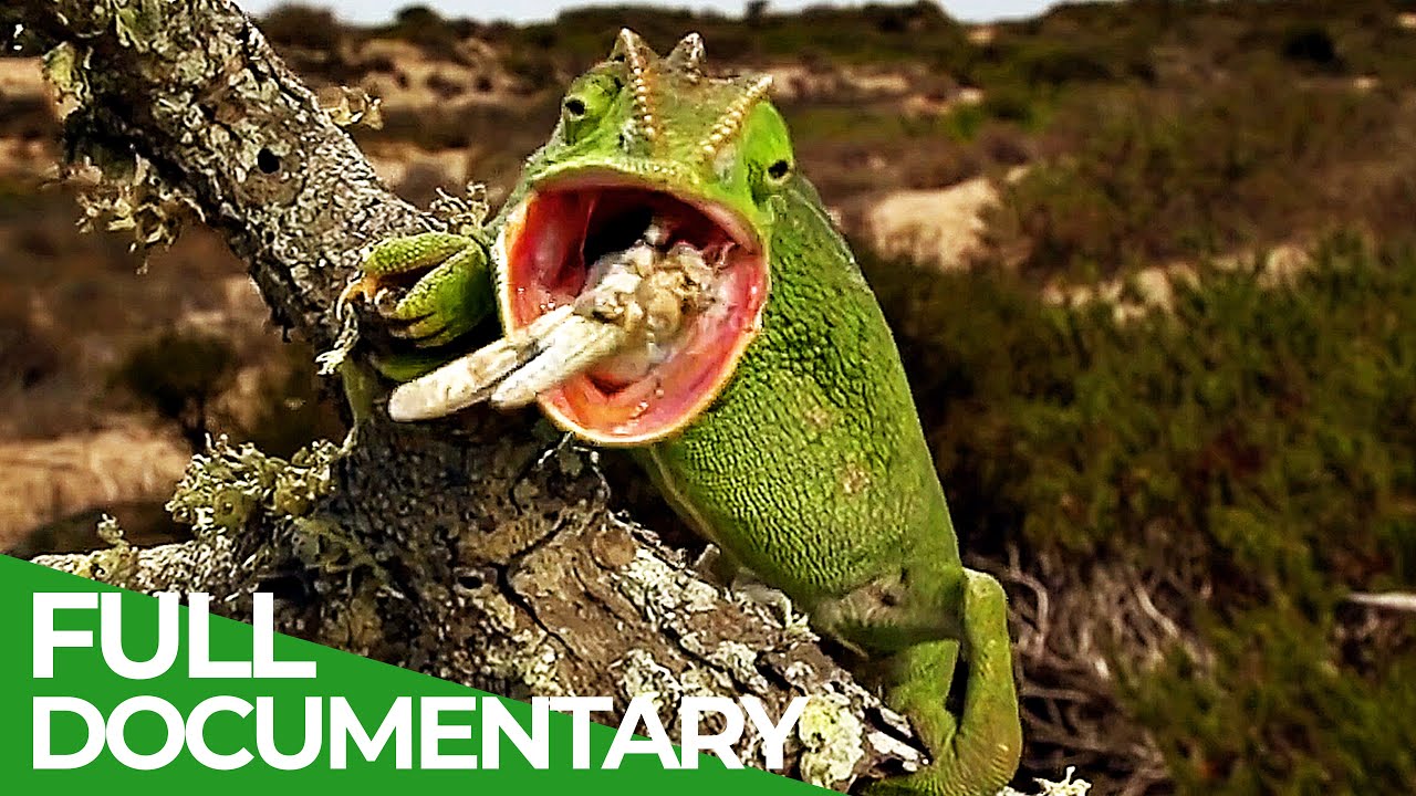 The Gorgeous Wildlife of the Mediterranean | Free Documentary Nature