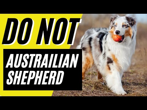 2nd YouTube video about are australian shepherds hypoallergenic
