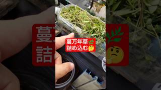 【農学修士地獄#sdgs 】#蔓万年草 の弱ってるのを、日当たりの良い#ペットボトル 植木鉢に植え替える（だけ）#ベランダ菜園 #食べられる草 #貧乏生活 #園芸 。
