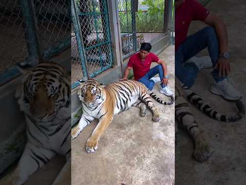 Spend a Day With Tiger #shorts