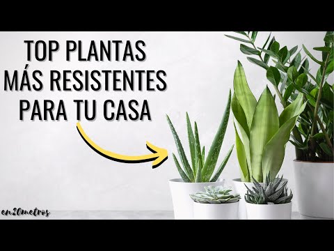 , title : '(EP 01) Las PLANTAS MÁS RESISTENTES Y FÁCILES DE CUIDAR en casa: consejos y cuidados || en20metros'
