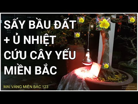 🔴 QBS22105 - SẤY BẦU ĐẤT CỨU CÂY MAI VÀNG BỊ SUY YẾU || TẠI SAO CÂY MAI VÀNG BỊ SUY YẾU SAU TẾT